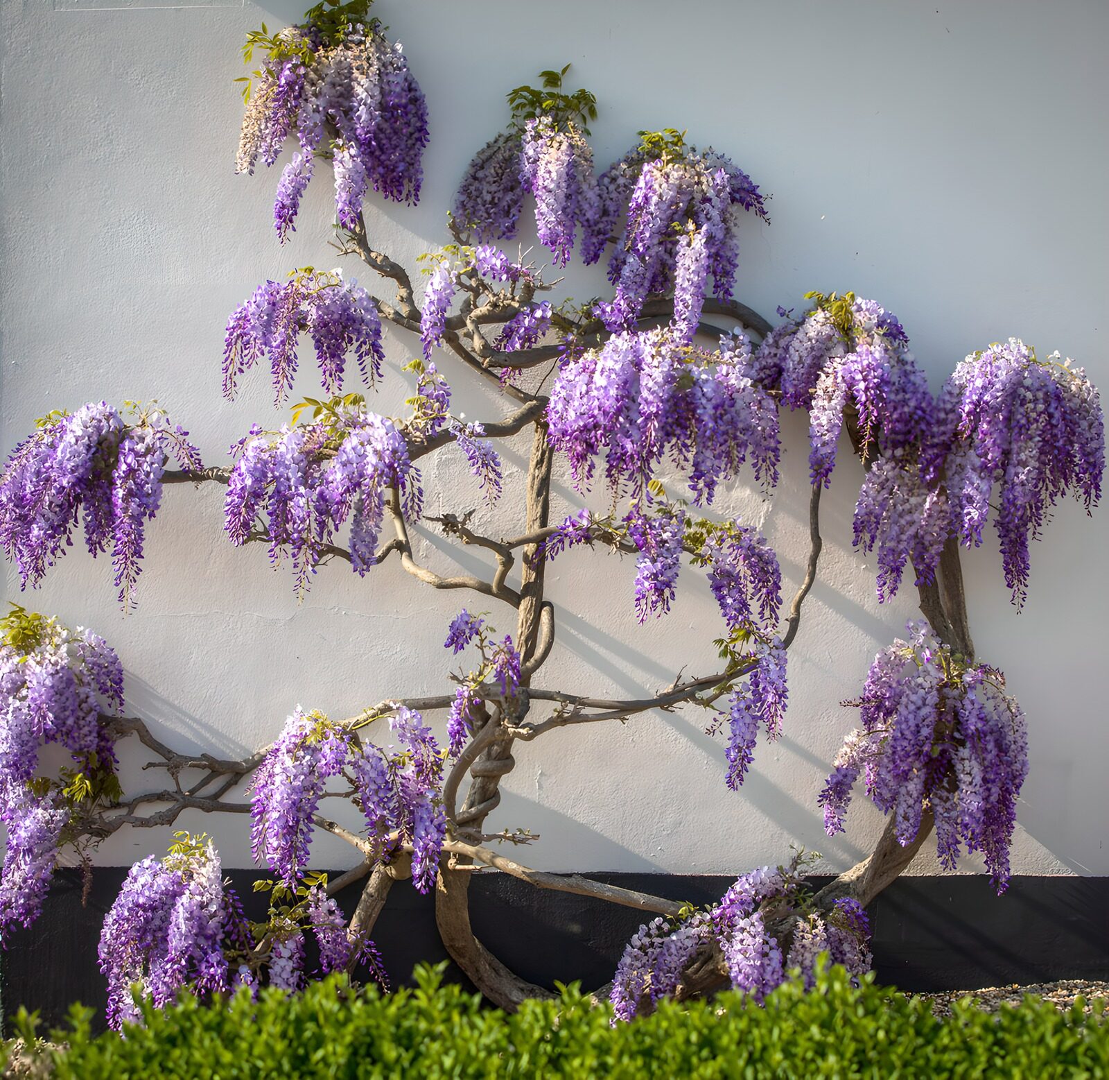 Wisteria in voller Blüte