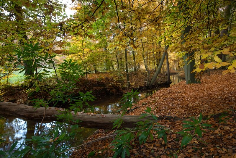 Herbstwald mit Wasserlauf