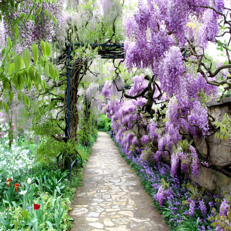 Blühender Wisteria-Weg