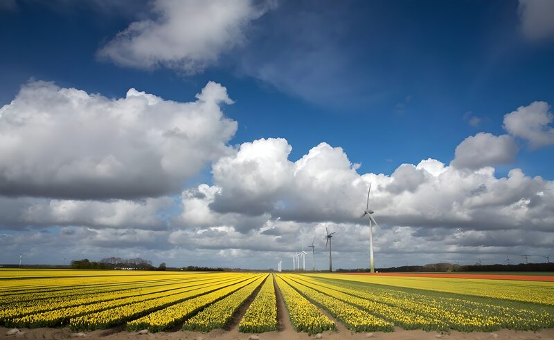 Gelbes Blütenfeld mit Windturbinen