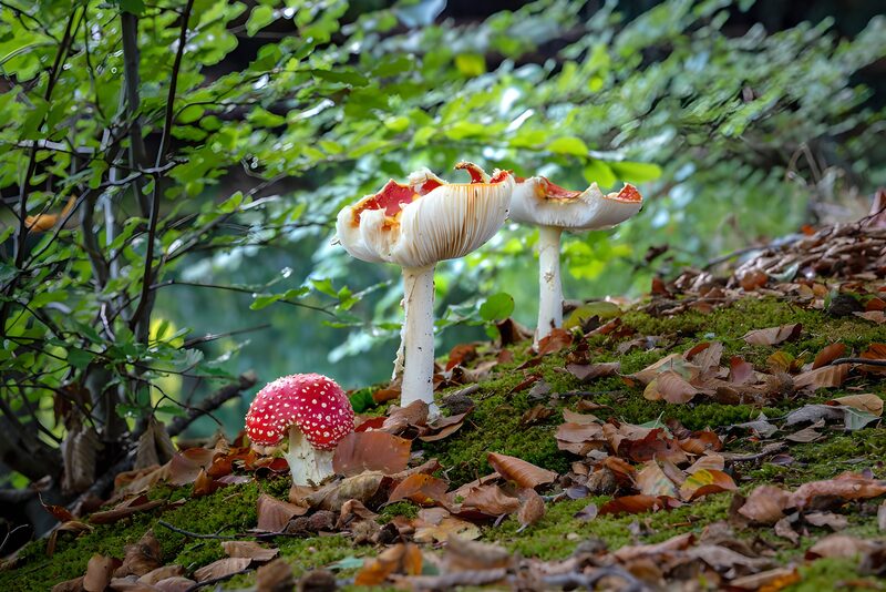 Wunderbare Fliegenpilze im Wald