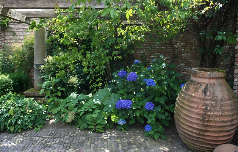 Ruhiger Garten mit blauen Hortensien