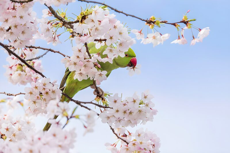 Grüner Papagei unter Kirschblüten