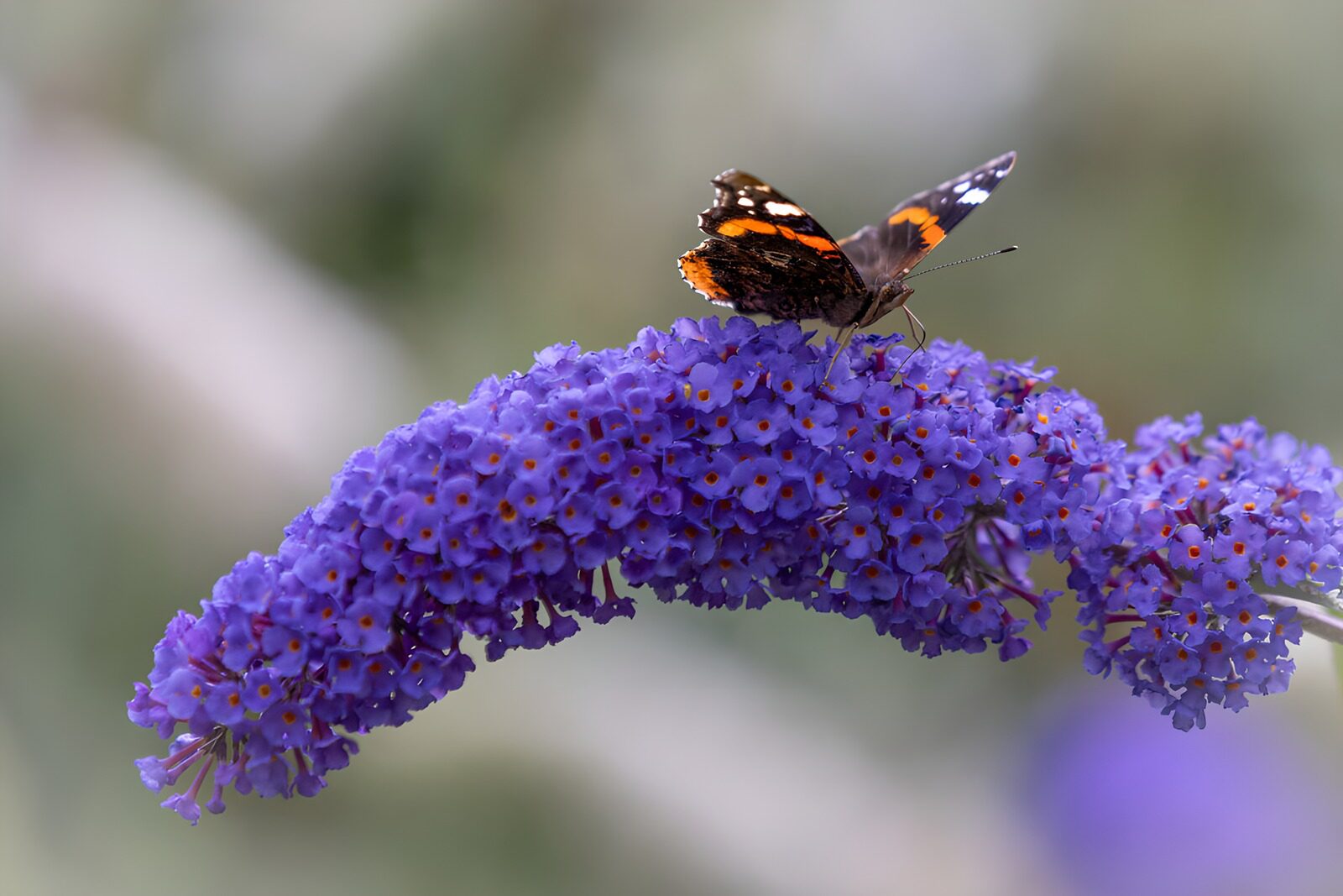 Schmetterling auf lila Blüten