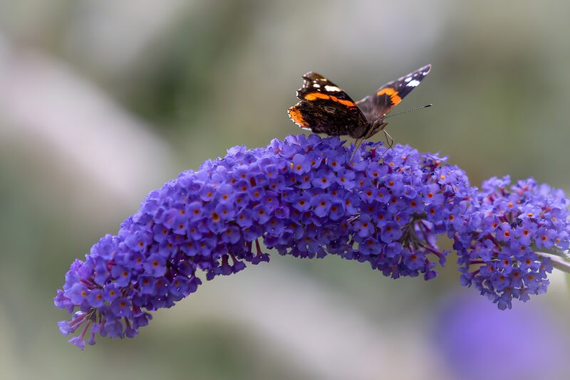Schmetterling auf lila Blüten