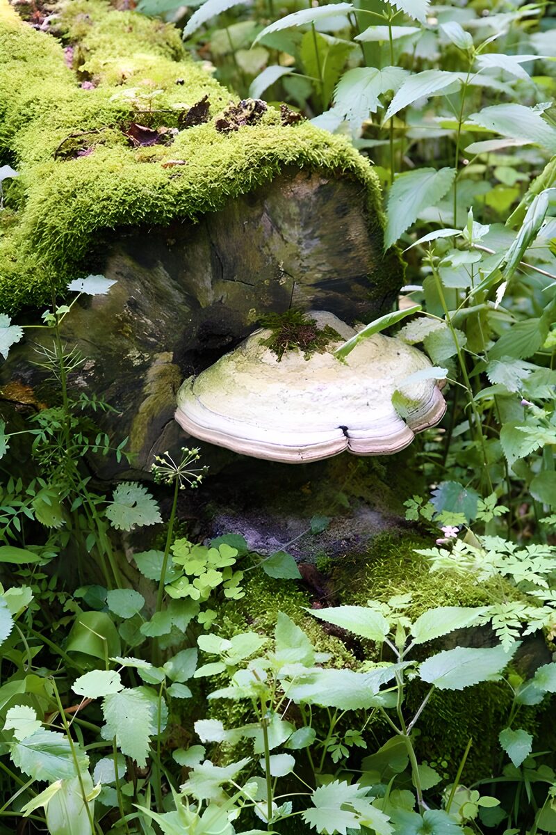 Moosbedeckter Baumstamm mit Pilz