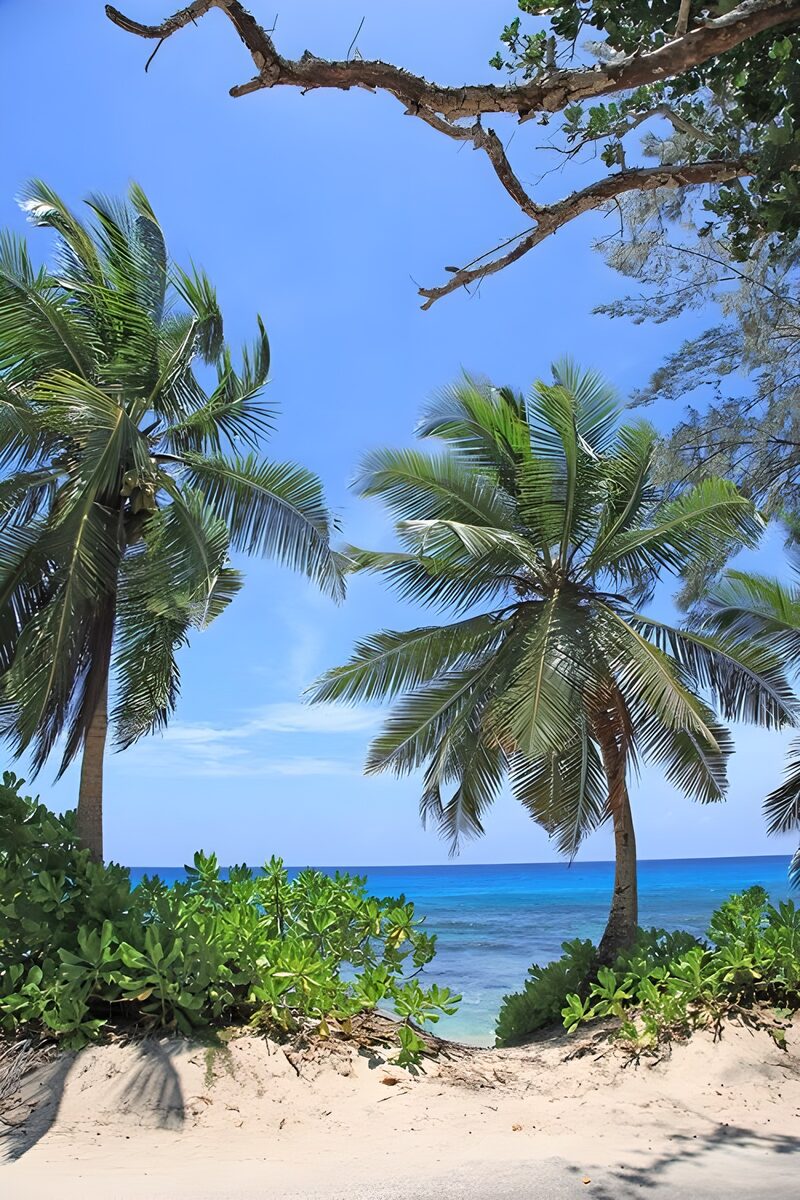 Tropischer Strand mit Palmenblick
