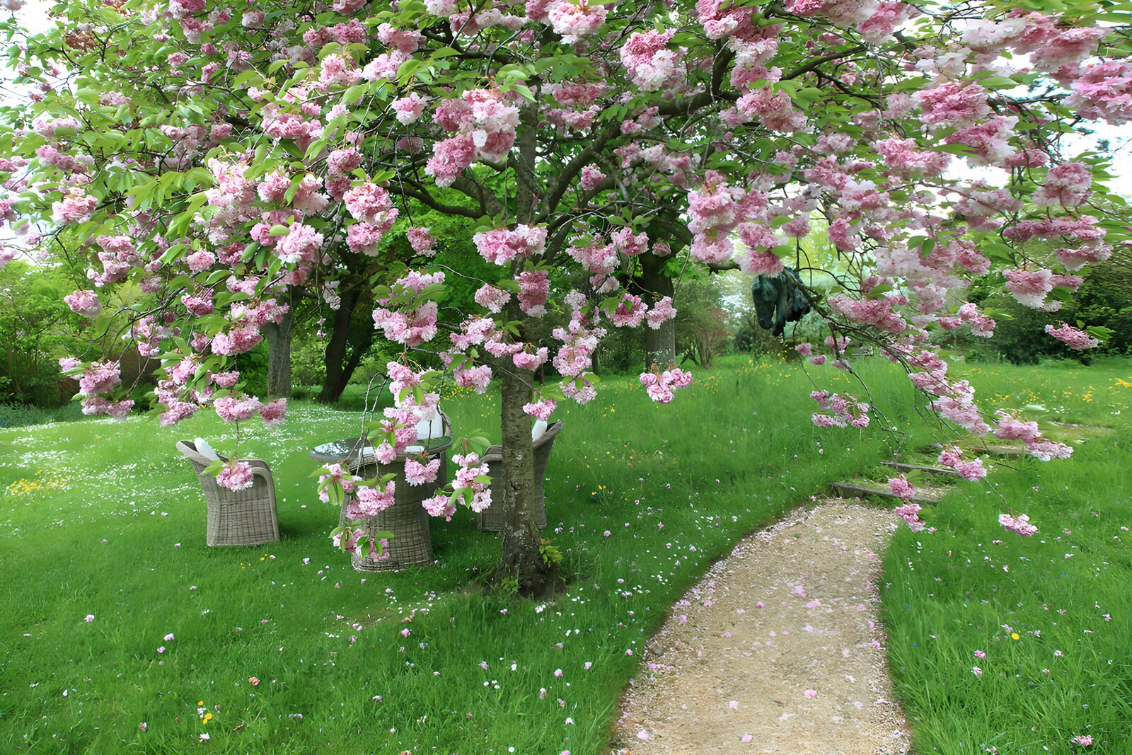 Blühender Kirschbaum im Garten