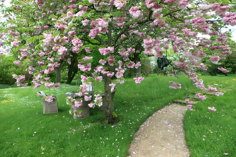 Blühender Kirschbaum im Garten