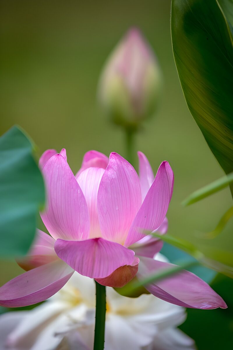 Schöne Seerose im Grünen