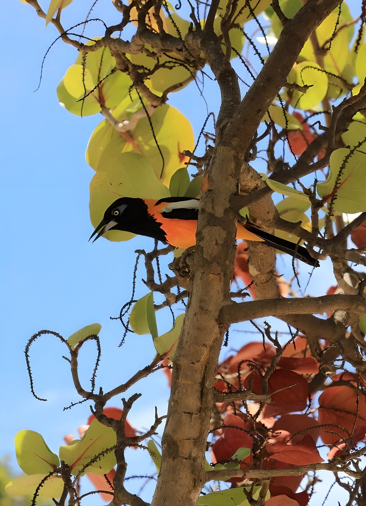 Buntvogel auf dem Baum