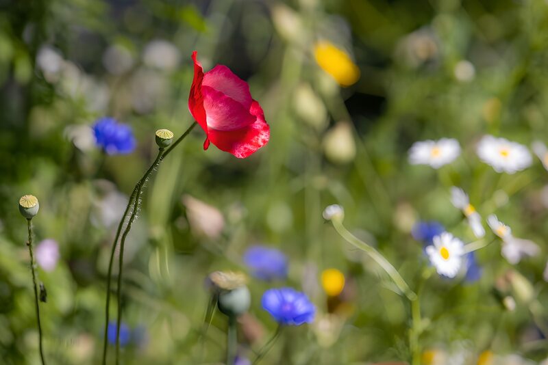 Rote Mohnblüte im bunten Blumenfeld