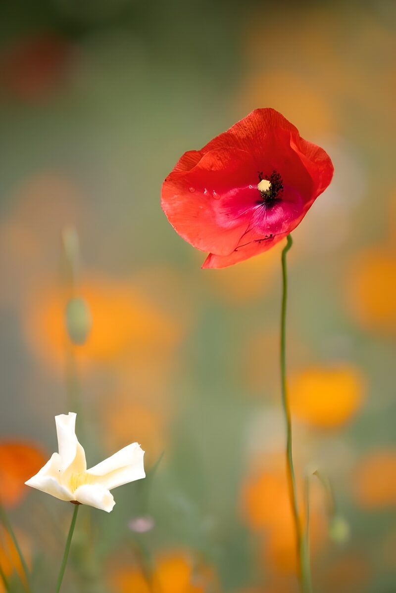 Rote und weiße Blumen im Frühlingsfeld