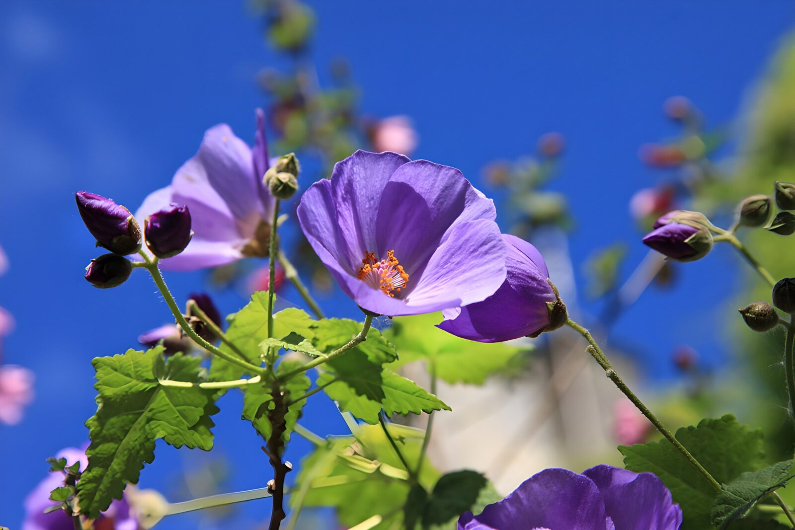 Lila Blumen im Sonnenschein