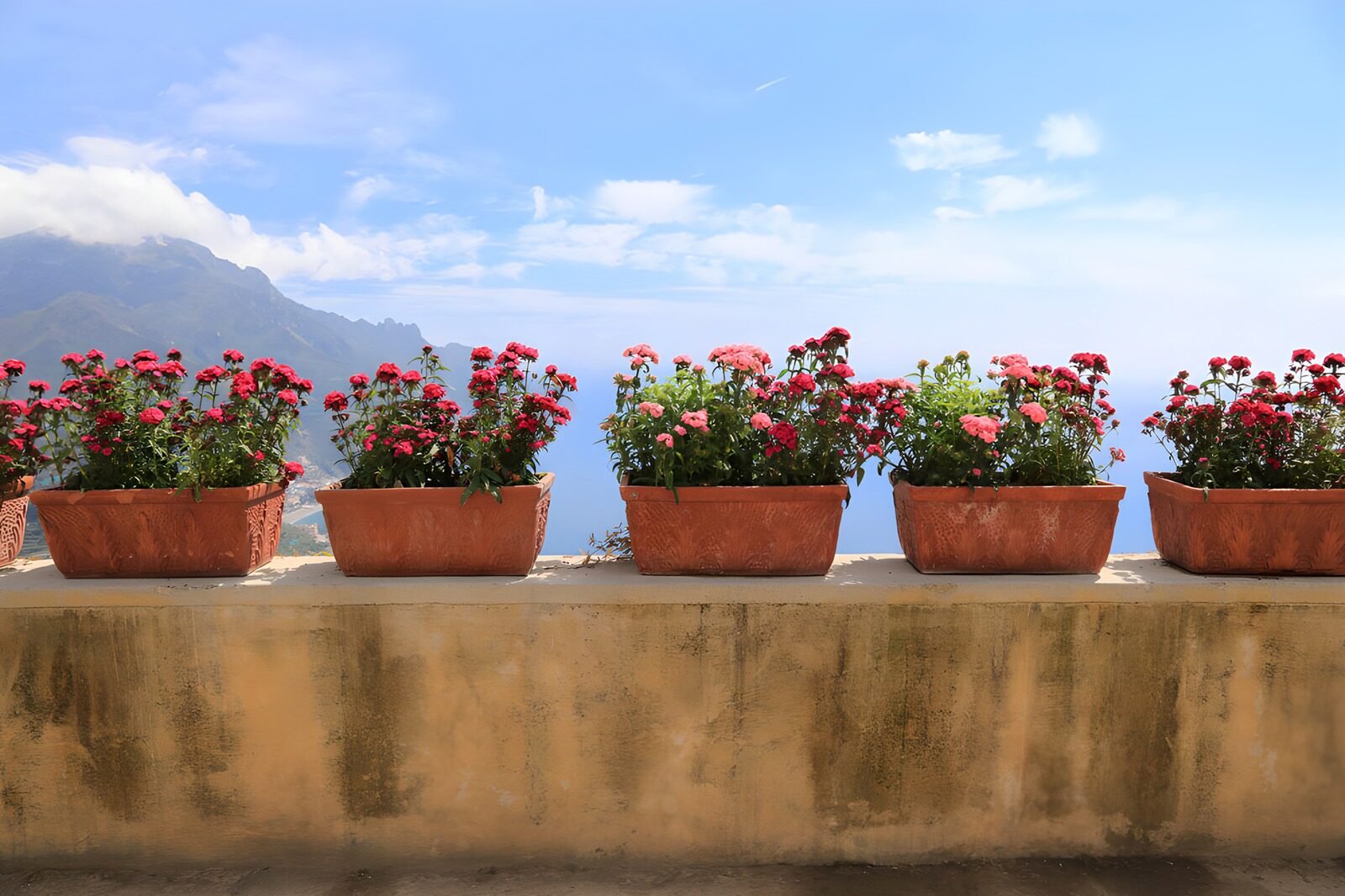 Blühende Blumen auf einer Terrasse