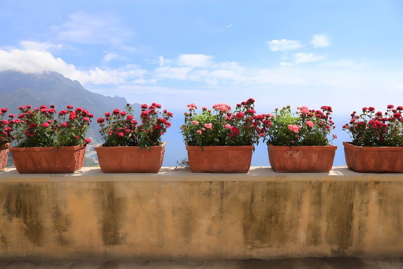 Blühende Blumen auf einer Terrasse