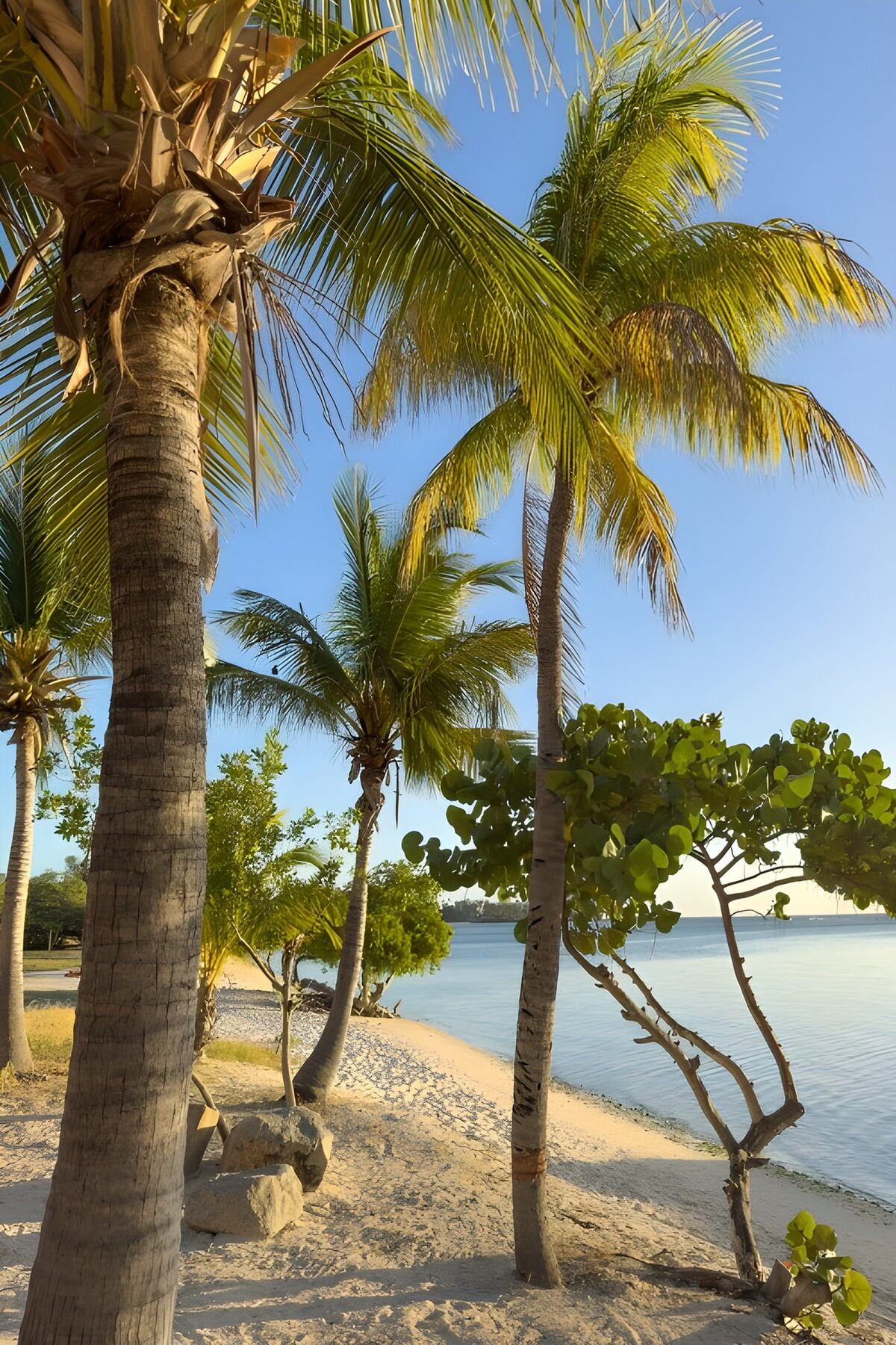 Tropischer Strand mit Palmen