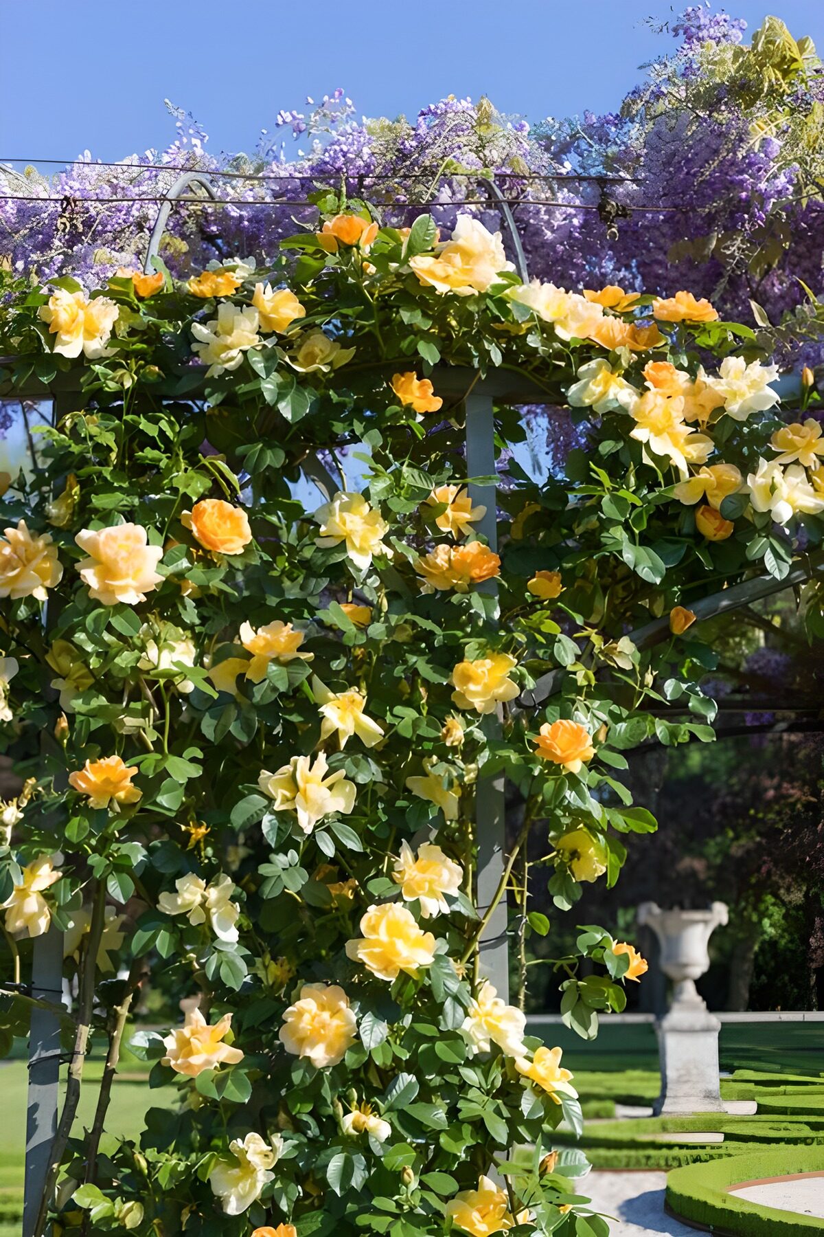 Prächtige gelbe Rosen im Garten