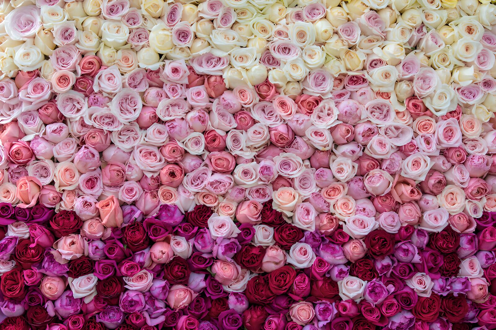 Rosa Farbenpracht