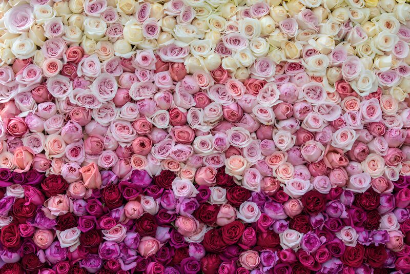 Rosa Farbenpracht