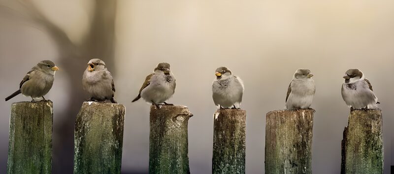 Singende Spatzen an einem Zaun