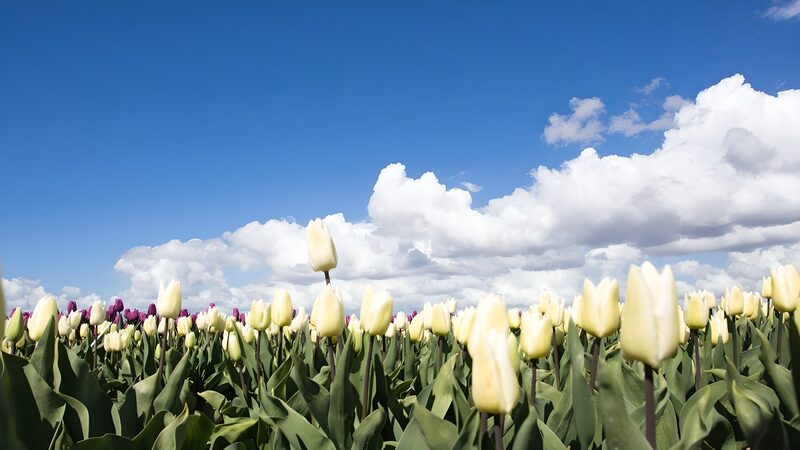 Tulpenfeld unter blauem Himmel