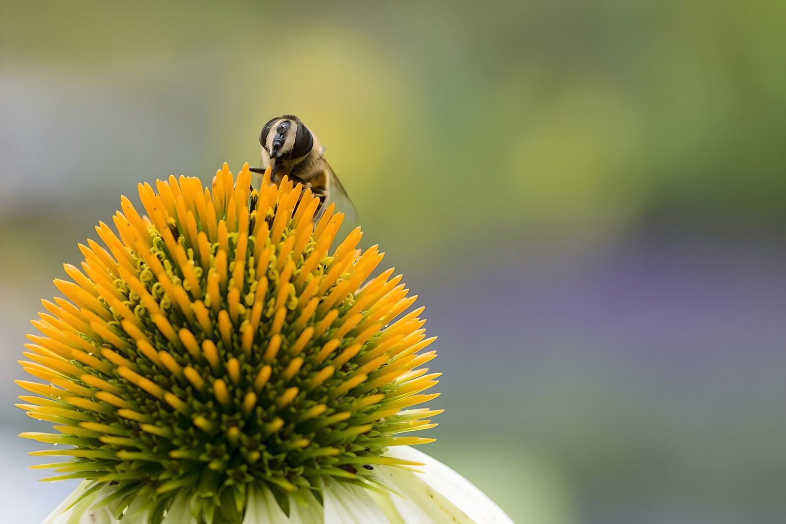 Biene auf blühender Echinacea