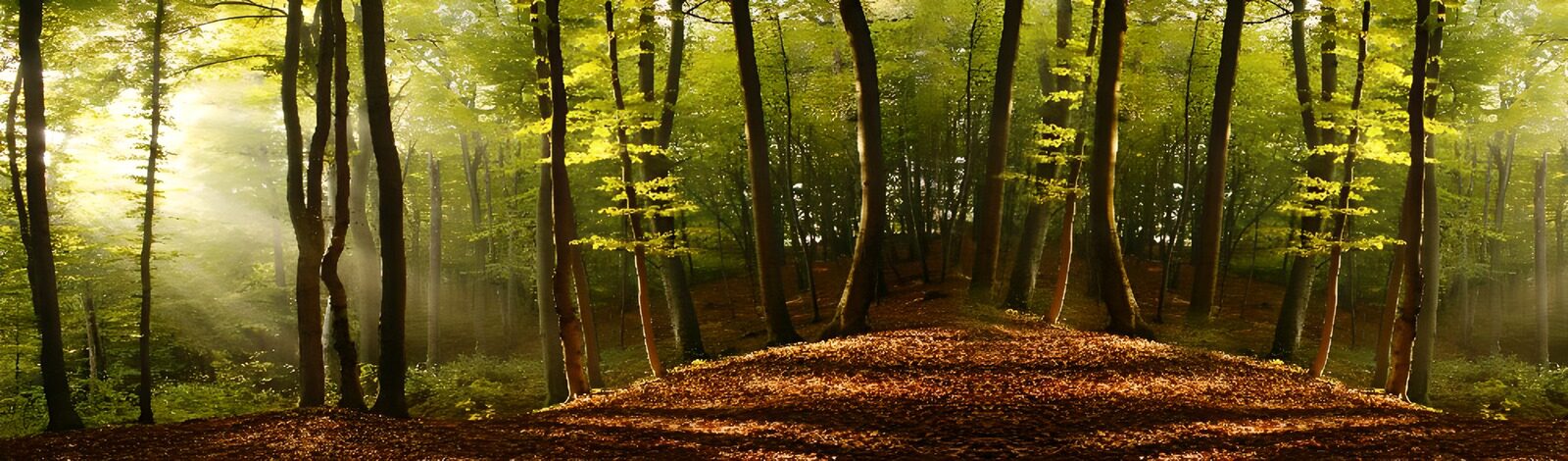 Ruhiger Wald mit goldenem Licht