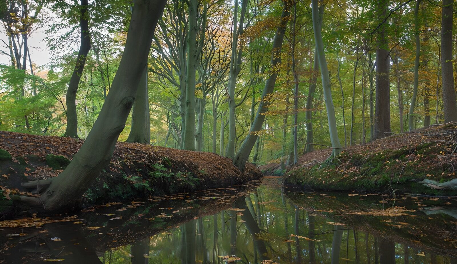 Herbstliche Waldlandschaft mit Wasser