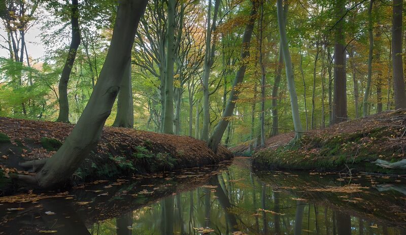 Herbstliche Waldlandschaft mit Wasser