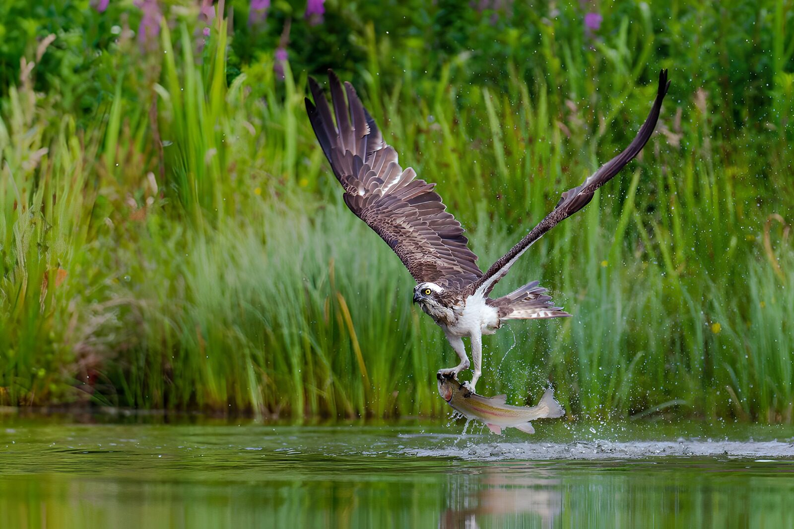 Fischreiher im Flug mit Beute