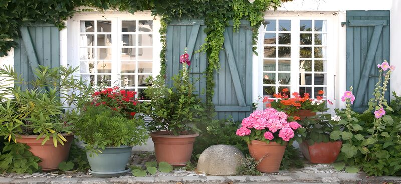 Blühende Fenster mit bunten Pflanzen
