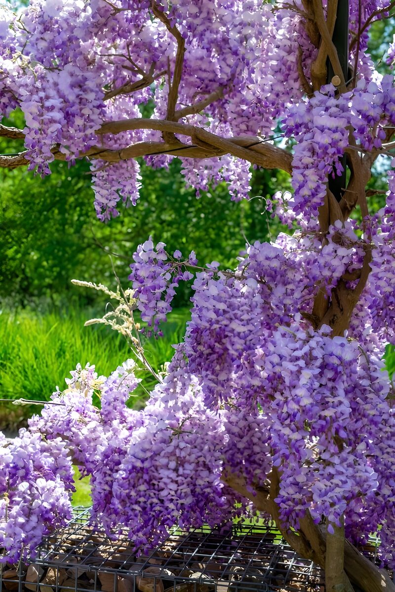 Wisteria-Blüte im Frühling