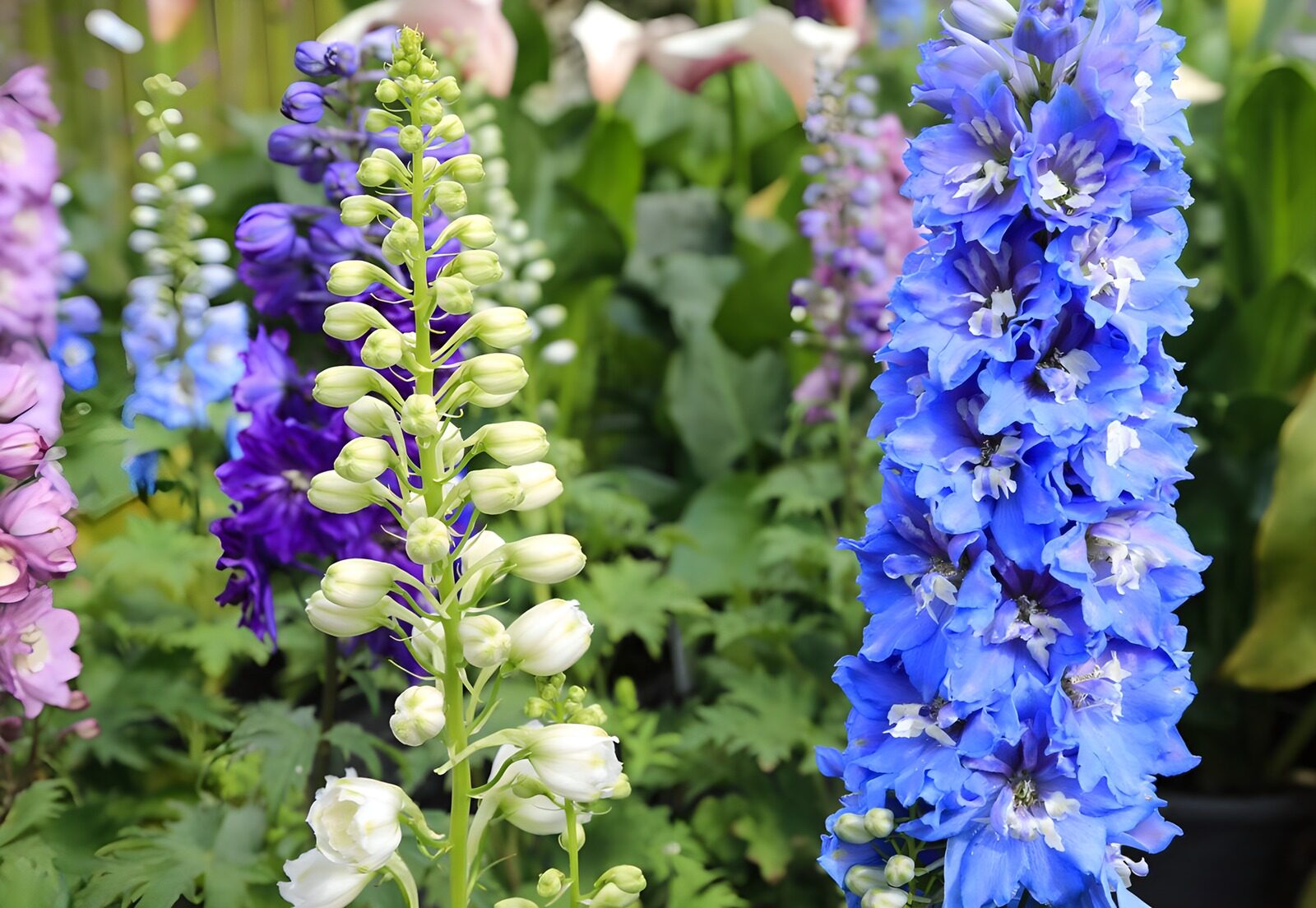 Farbenfrohe Ritterspornblüten im Garten