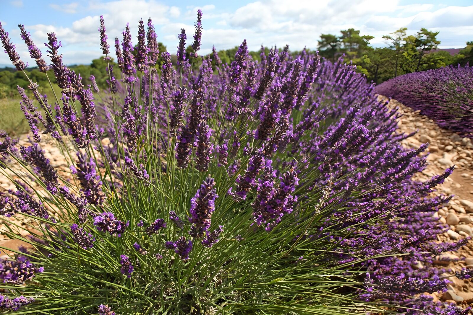 Lavendelfelder in voller Blüte
