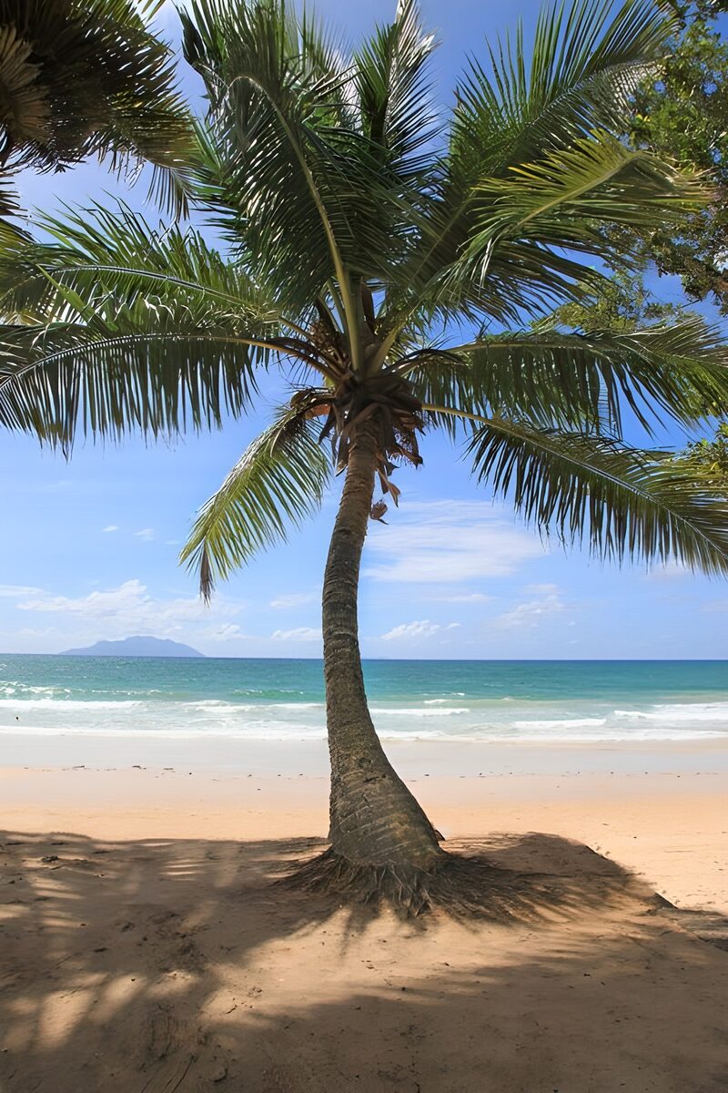 Palmenstrand mit blauem Himmel