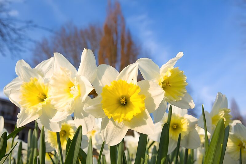 Frühlingsblühende Narzissen im Sonnenschein