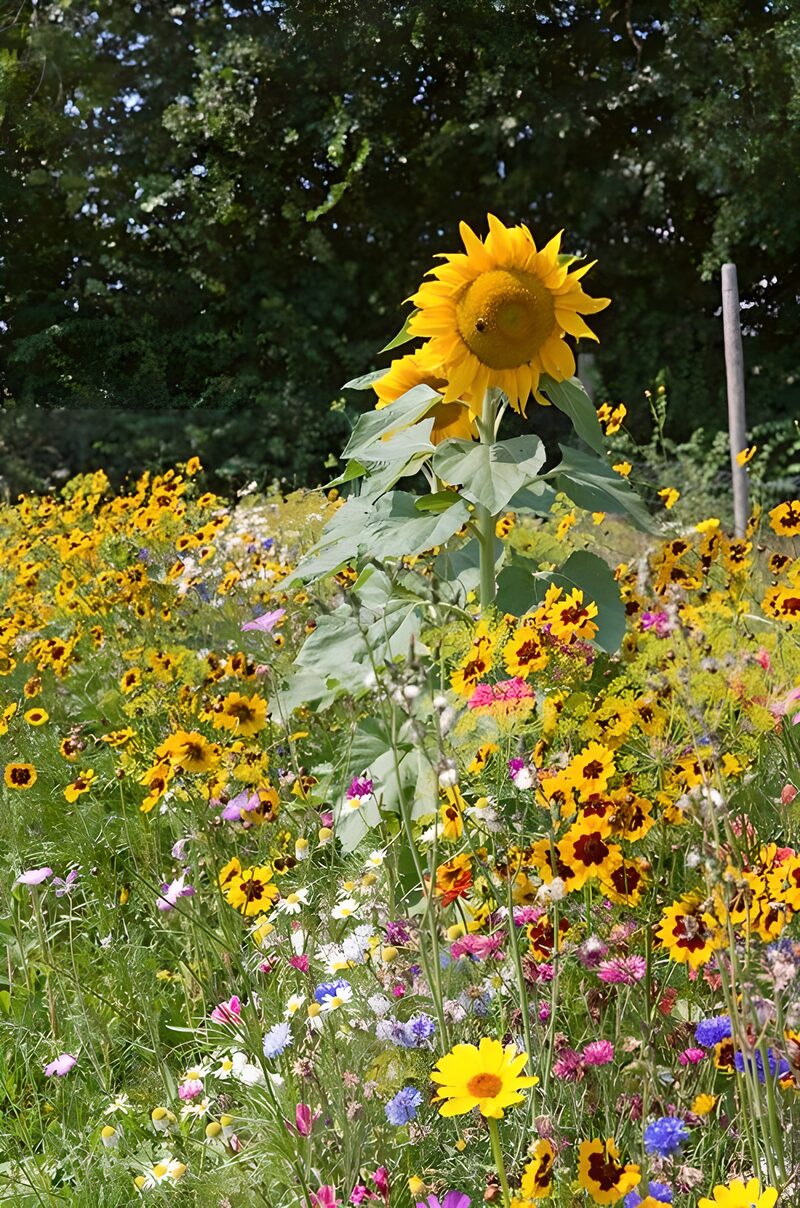 Sonnenblume in bunter Blumenwiese