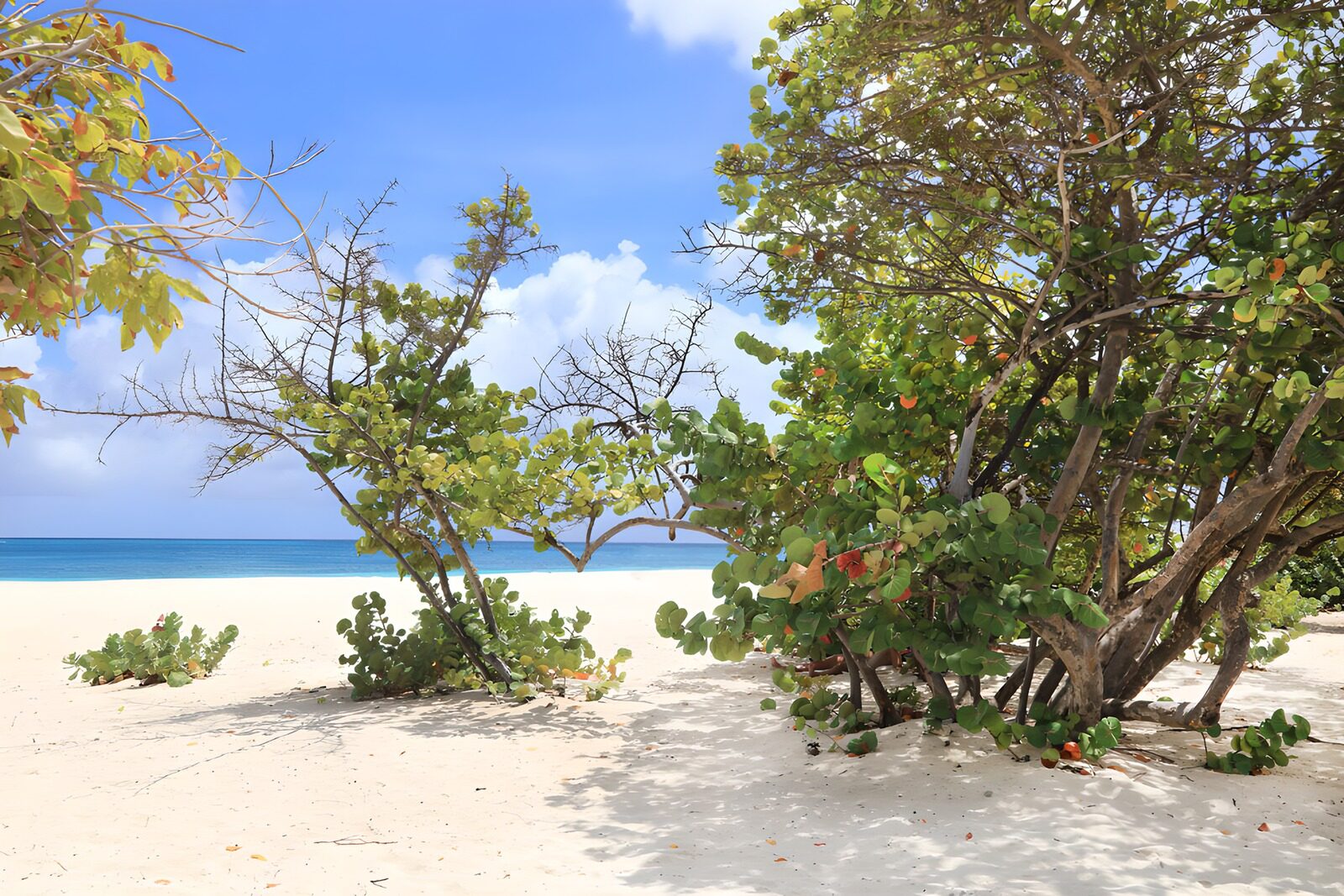 Strandlandschaft mit Bäumen