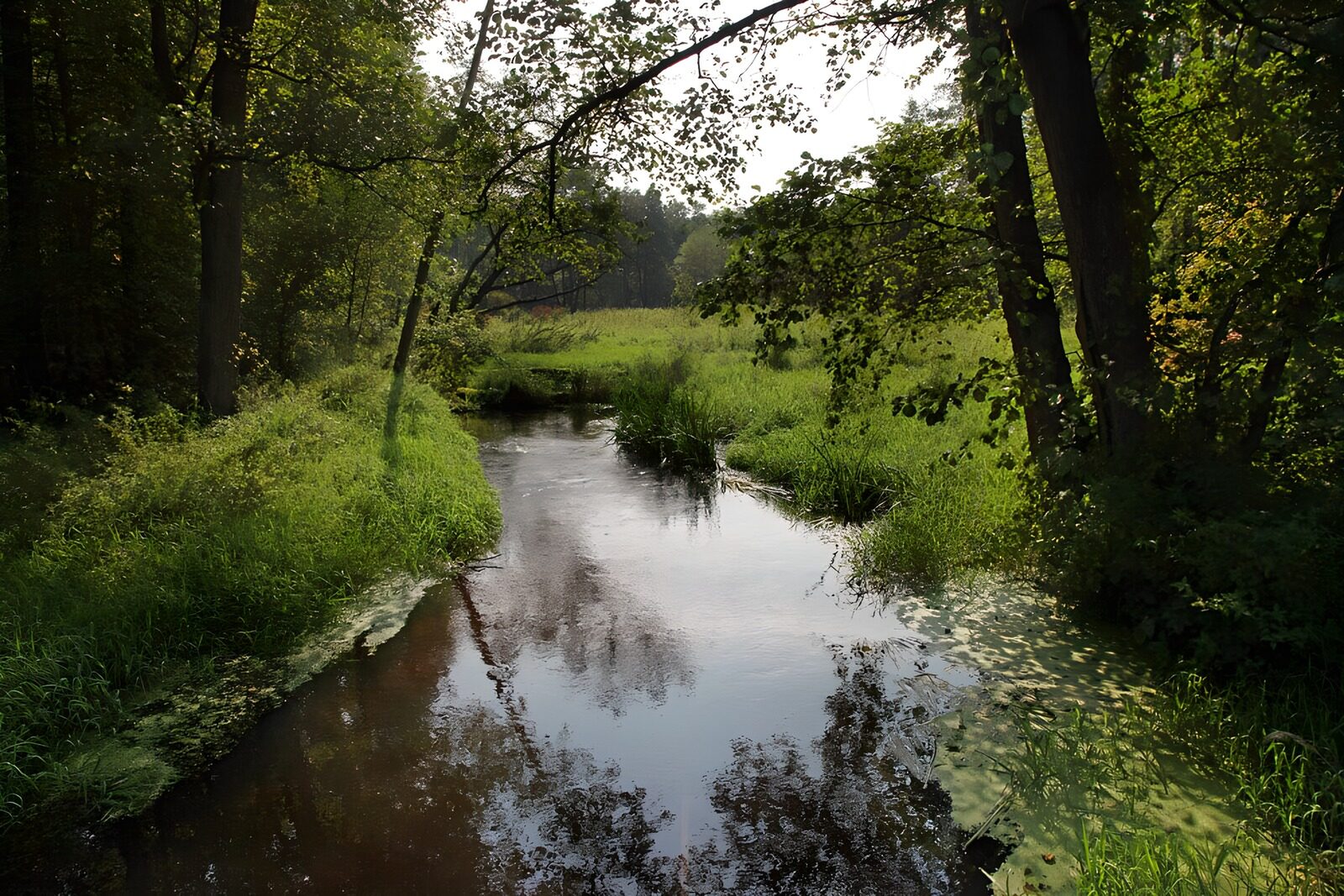 Ruhiger Fluss durch den Wald