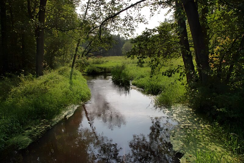 Ruhiger Fluss durch den Wald