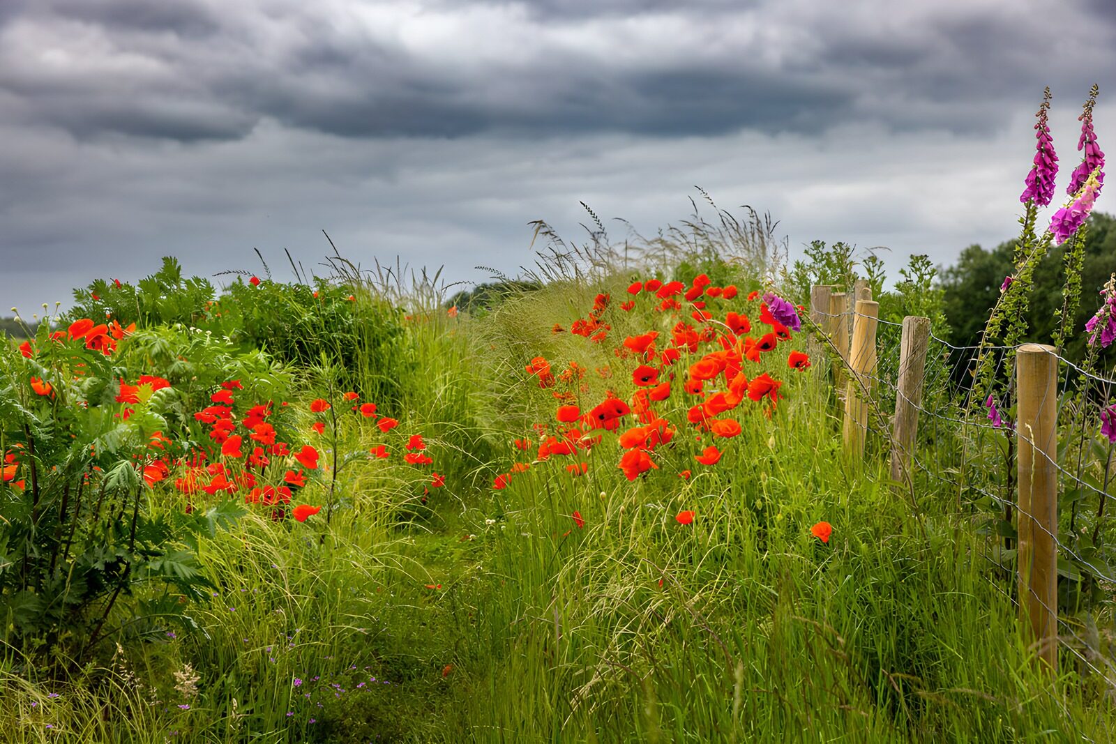 Mohnblumenfeld unter stürmischem Himmel