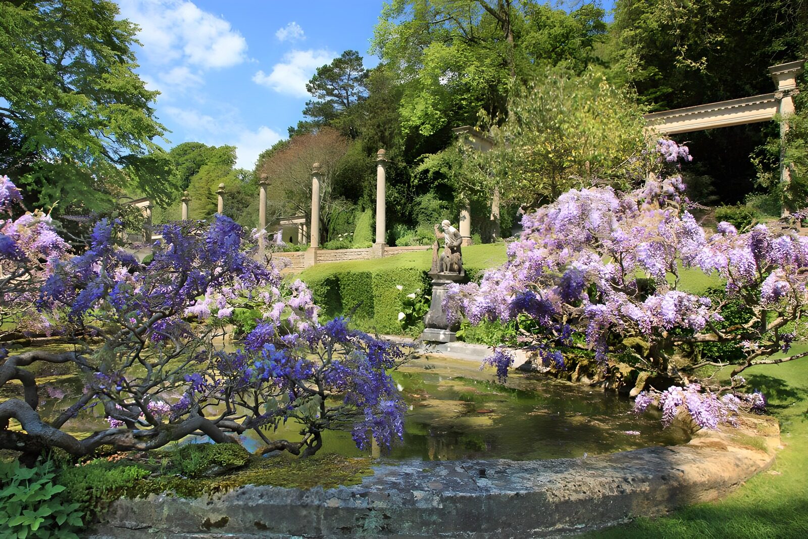 Blühender Garten mit Wisteria und Skulptur