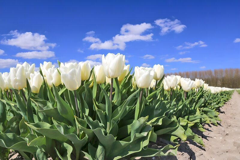 Weiße Tulpen unter blauem Himmel
