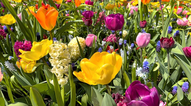 Farbenfrohe Frühlingsblumenpracht