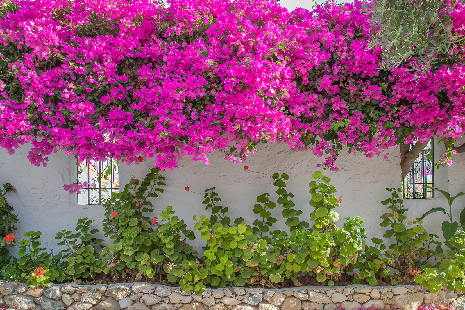 Strahlende Bougainvillea an einer Wand
