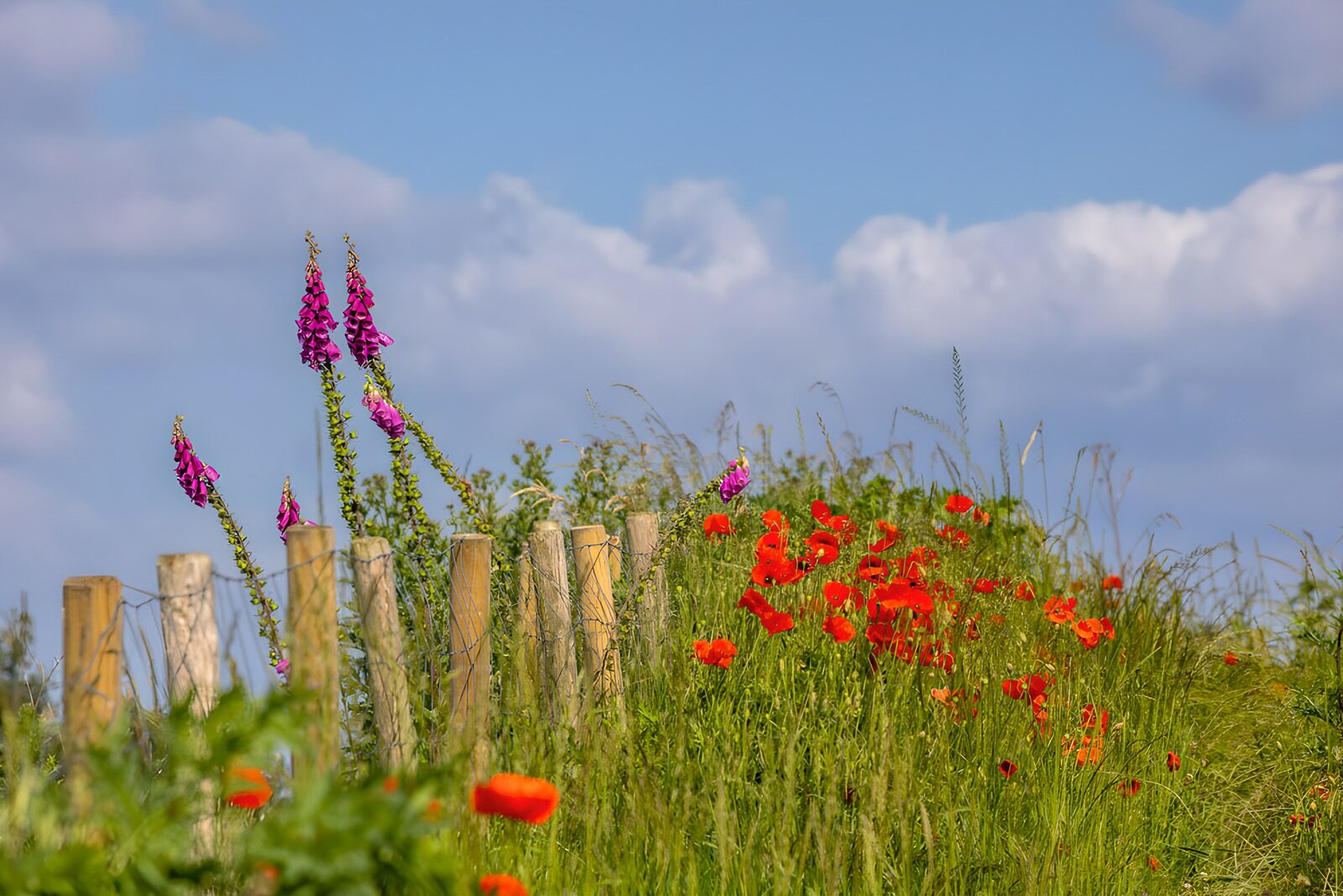 Blühende Wiese mit Zaun und Wolken