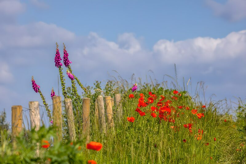 Blühende Wiese mit Zaun und Wolken