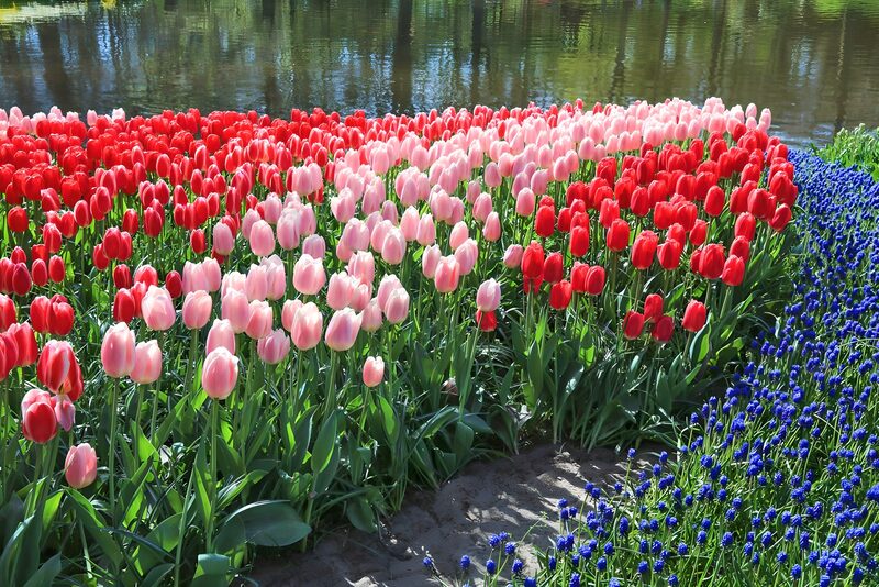 Farbenfrohe Tulpenblüte im Frühling