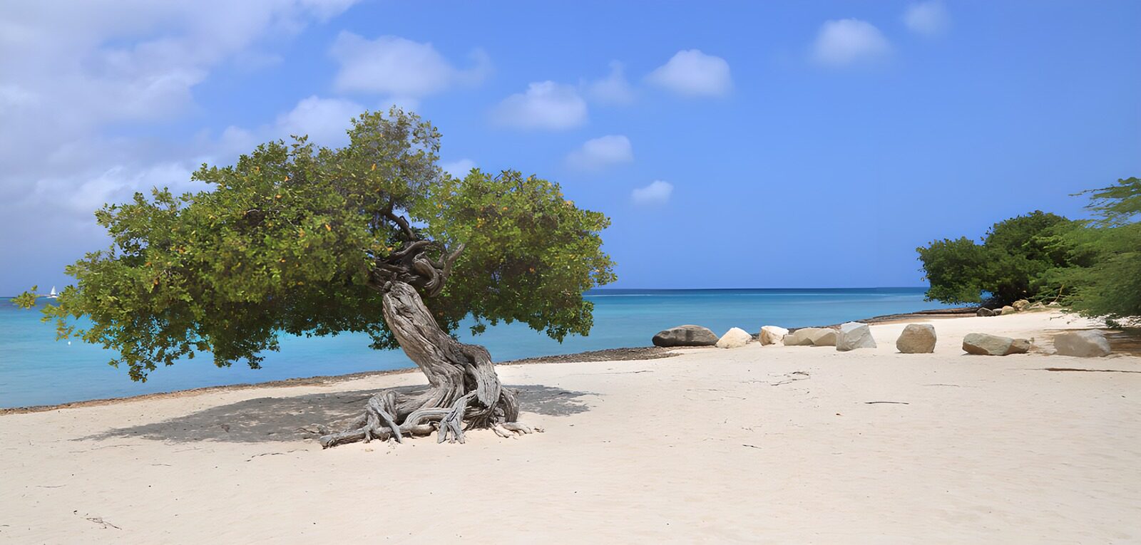 Traumstrand mit einsamem Baum